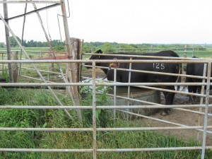 Cattle Standing In Tank     